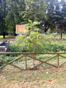 Sommaco piantumato all'interno del Parco della Pellerina (Torino)