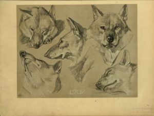 Méheut, Mathurin. Loup, (prints, 1911). (Digital Collections - The New York Public Library)