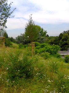 Giovani ailanti contendono il terreno a tigli piantumati nei pressi della passerella pedonale di Corso Appio Claudio, (Torino). Luglio 2015.