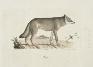 Carnivores Loup, (prints, 1824). (Digital Collections - The New York Public Library)